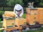 Photo: PORR employee Siegmar Lengauer standing behind his beehives in beekeeper outfit wins honey from honeycomb in his garden.